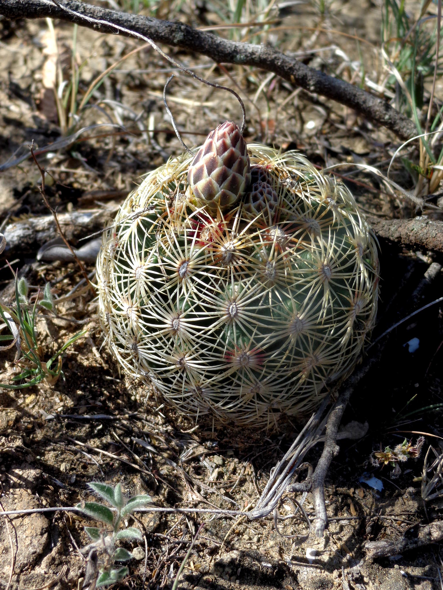 Thelocactus bicolor